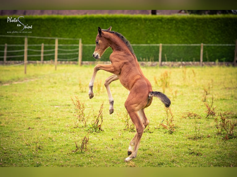 Französisches Reitpony Stute Fohlen (06/2025) 100 cm Brauner in Grand-Bourgth&#xE9;roulde