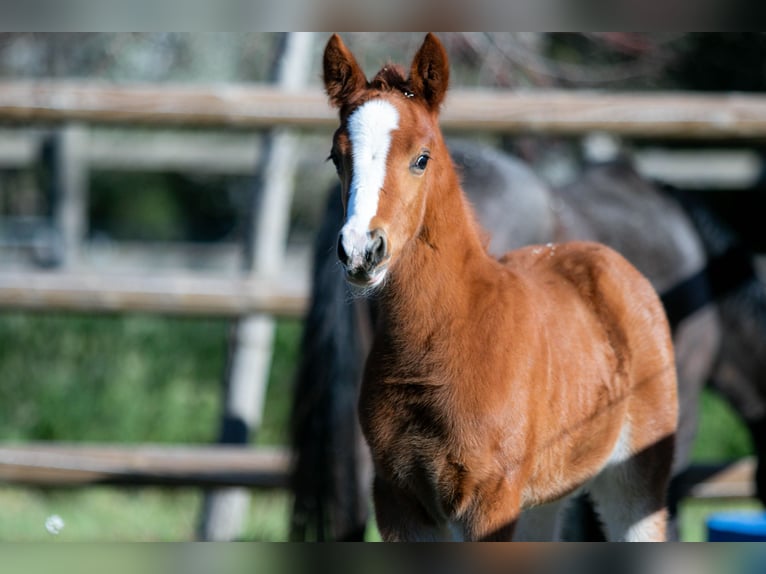 Französisches Reitpony Stute Fohlen (01/2026)  in Nans-les-Pins
