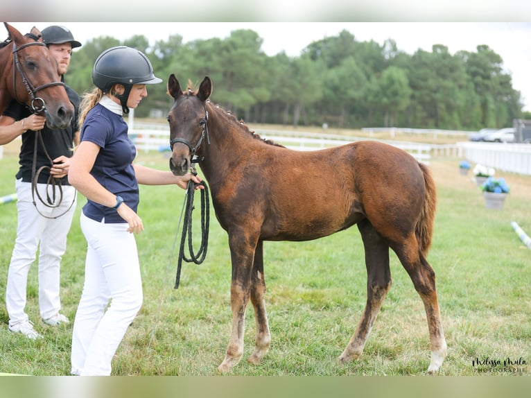 Französisches Reitpony Stute Fohlen (04/2025) Dunkelfuchs in Lannux