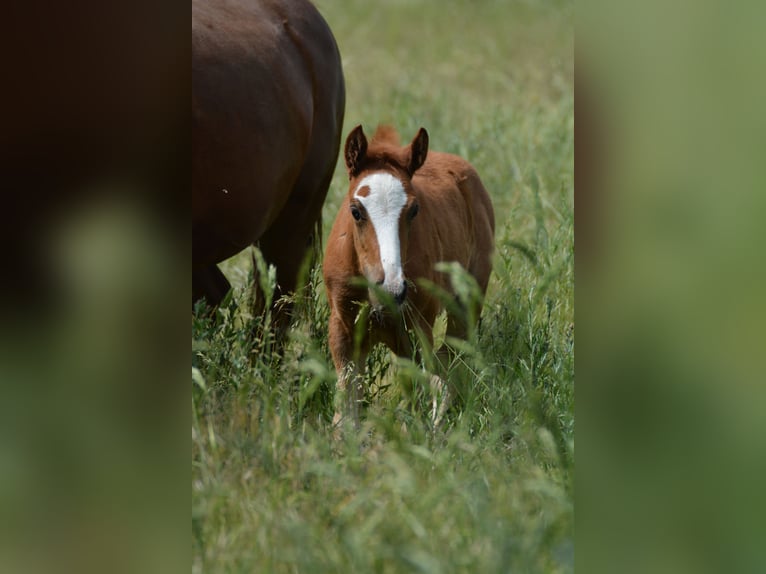 Französisches Reitpony Stute  Fuchs in Marsannay-le-Bois
