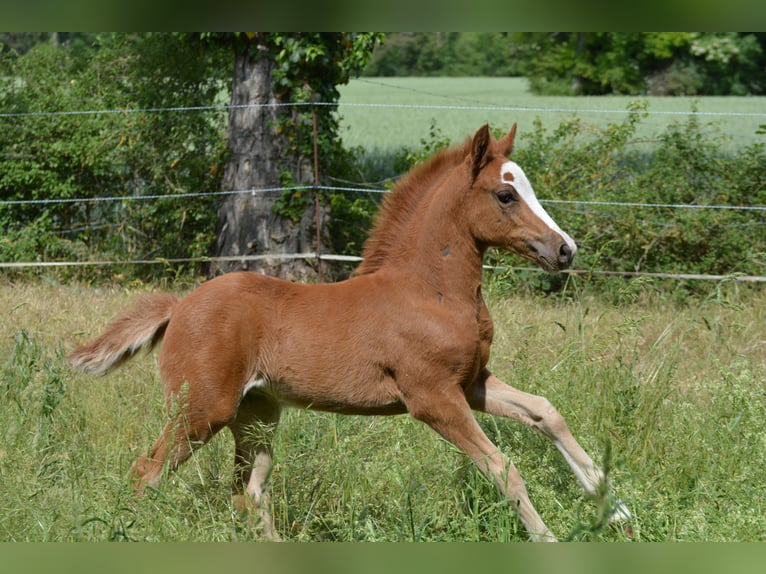 Französisches Reitpony Stute  Fuchs in Marsannay-le-Bois