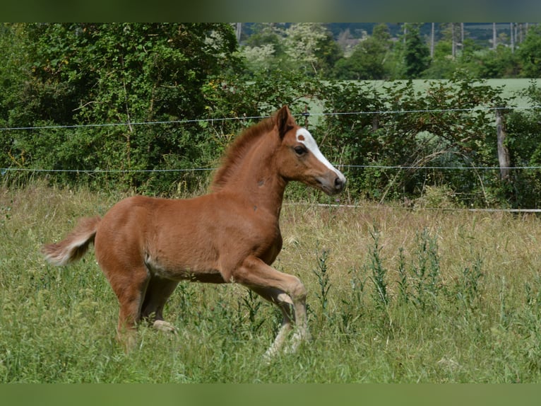 Französisches Reitpony Stute  Fuchs in Marsannay-le-Bois