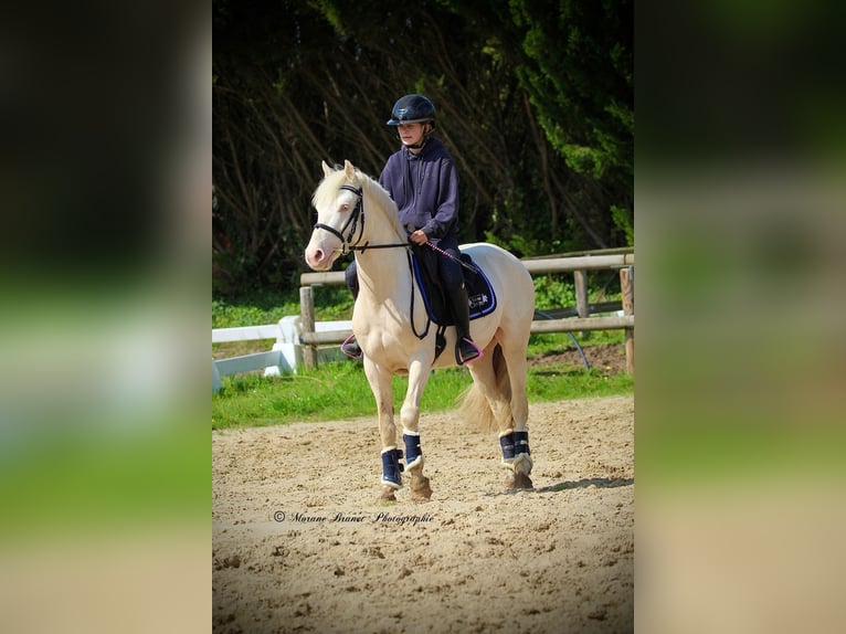 Französisches Reitpony Unbekannt 5 Jahre  in Saint Andre En Bresse