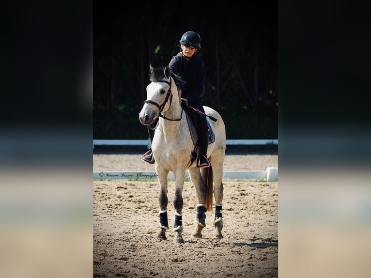Französisches Reitpony Unbekannt 5 Jahre  in Saint Andre En Bresse