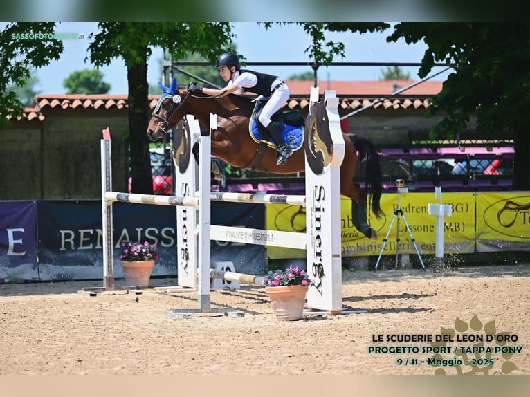 Französisches Reitpony Wallach 10 Jahre 141 cm Brauner in Dairago