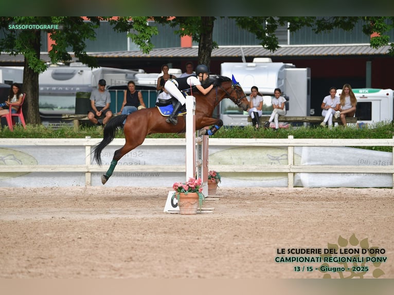 Französisches Reitpony Wallach 10 Jahre 141 cm Brauner in Dairago