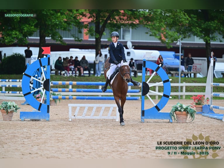 Französisches Reitpony Wallach 10 Jahre 141 cm Brauner in Dairago
