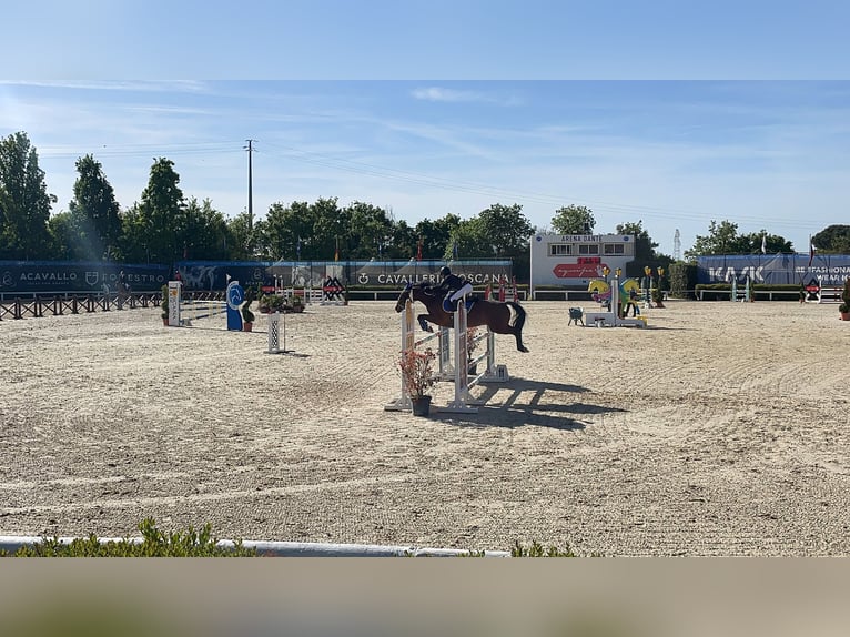Französisches Reitpony Wallach 10 Jahre 141 cm Brauner in Dairago