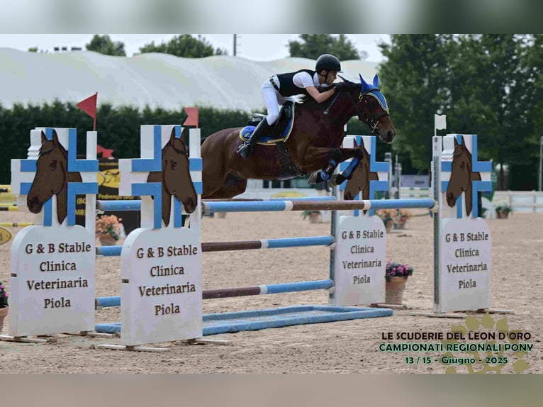 Französisches Reitpony Wallach 10 Jahre 141 cm Rotbrauner in Legnano