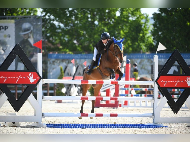 Französisches Reitpony Wallach 10 Jahre 142 cm Rotbrauner in Legnano