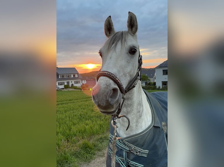 Französisches Reitpony Mix Wallach 10 Jahre 147 cm Apfelschimmel in Contern