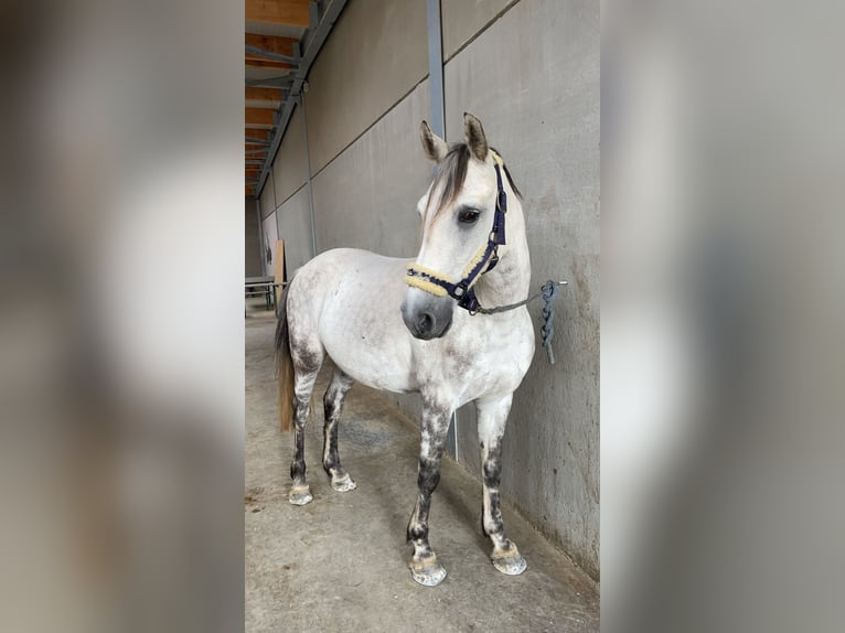 Französisches Reitpony Mix Wallach 10 Jahre 147 cm Apfelschimmel in Contern