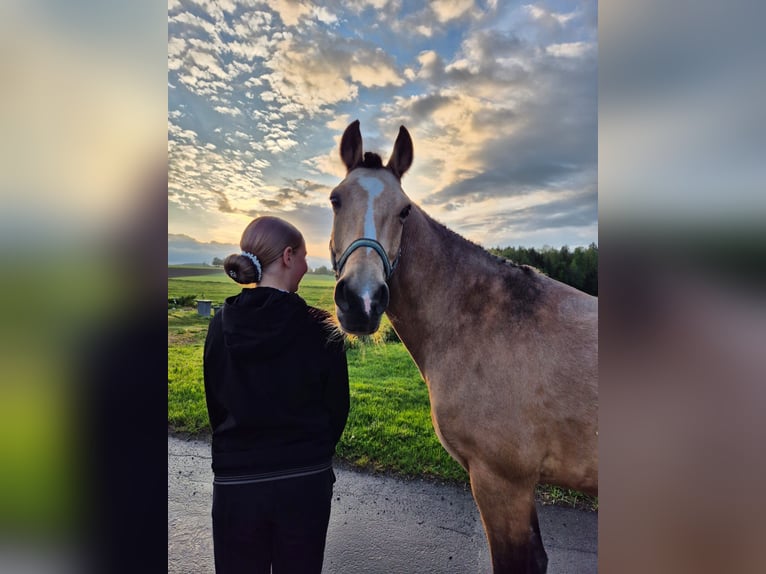 Französisches Reitpony Wallach 10 Jahre 147 cm Falbe in Hof