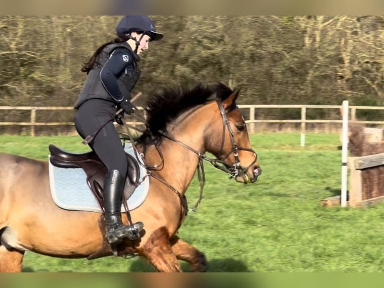 Französisches Reitpony Wallach 10 Jahre 148 cm Brauner in feneu