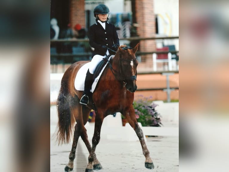 Französisches Reitpony Wallach 10 Jahre 154 cm Fuchs in Servant