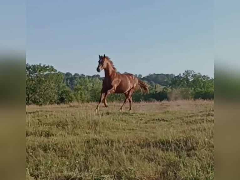 Französisches Reitpony Wallach 10 Jahre 154 cm Fuchs in Servant