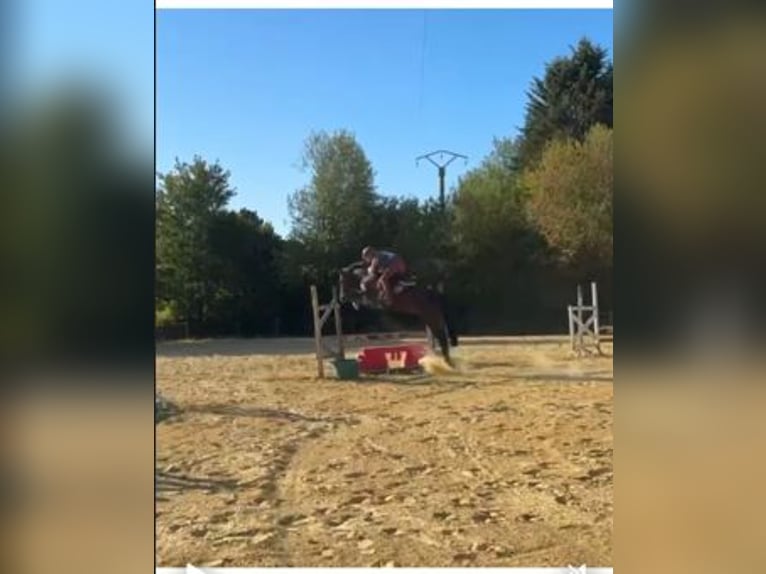 Französisches Reitpony Wallach 10 Jahre 155 cm Dunkelfuchs in Champguyon