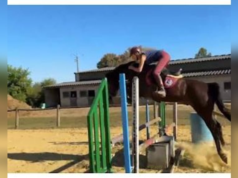Französisches Reitpony Wallach 10 Jahre 155 cm Dunkelfuchs in Champguyon