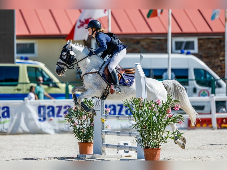 Französisches Reitpony Mix Wallach 11 Jahre 140 cm Schimmel in Campodon Villaviciosa