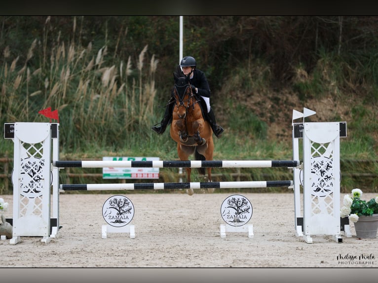 Französisches Reitpony Wallach 11 Jahre 148 cm Brauner in Capbreton