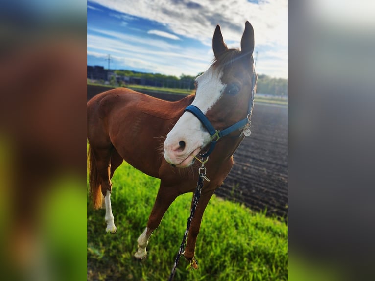 Französisches Reitpony Wallach 11 Jahre 148 cm Fuchs in Wiesendangen