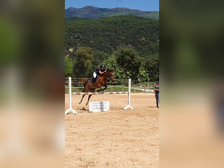 Französisches Reitpony Wallach 12 Jahre 144 cm Brauner in Sant Esteve De Palautordera