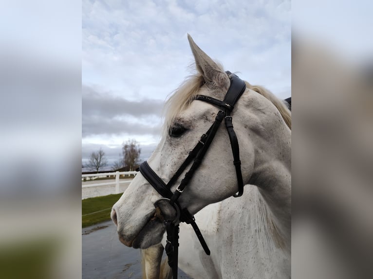 Französisches Reitpony Wallach 12 Jahre 147 cm Schimmel in Hamm