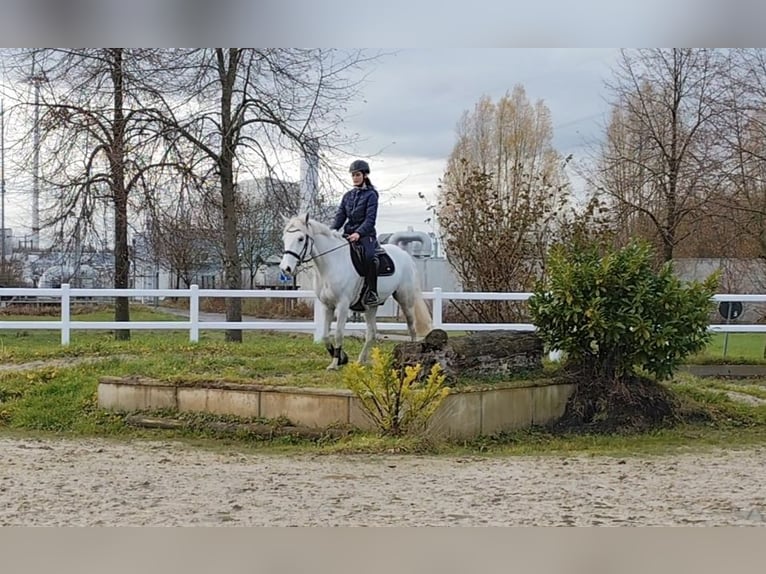 Französisches Reitpony Wallach 12 Jahre 147 cm Schimmel in Hamm