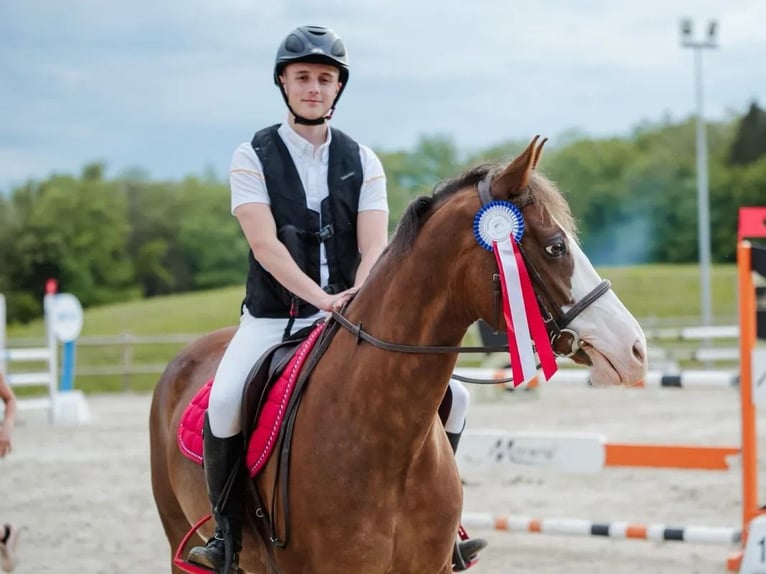 Französisches Reitpony Wallach 12 Jahre 156 cm Dunkelfuchs in Givonne