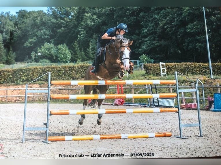 Französisches Reitpony Wallach 12 Jahre 156 cm Dunkelfuchs in Givonne