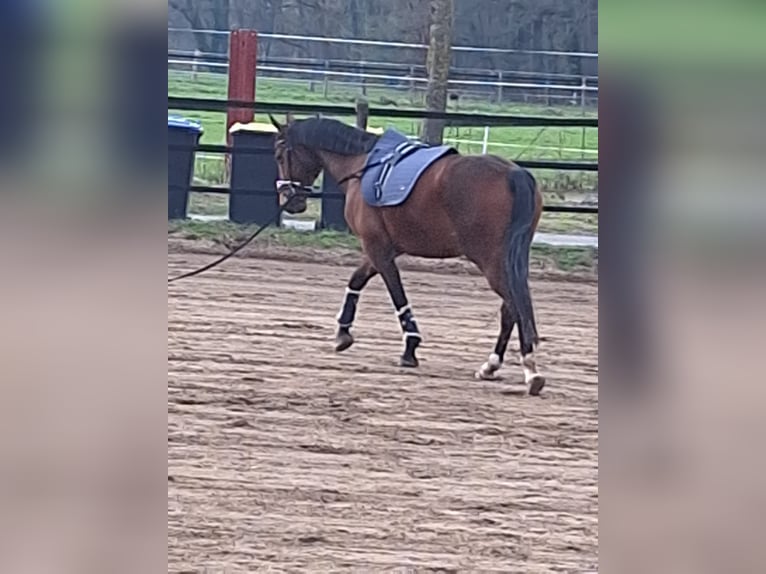 Französisches Reitpony Mix Wallach 12 Jahre 160 cm Brauner in Waltrop