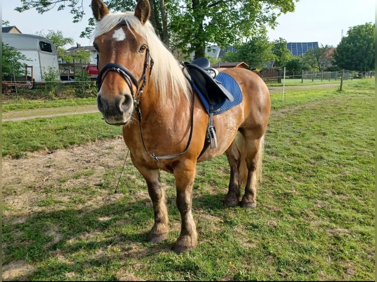 Französisches Reitpony Wallach 13 Jahre 145 cm Fuchs in Biedenkopf