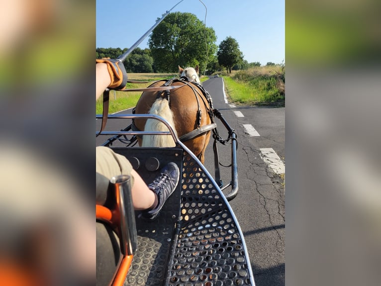 Französisches Reitpony Wallach 13 Jahre 145 cm Fuchs in Biedenkopf