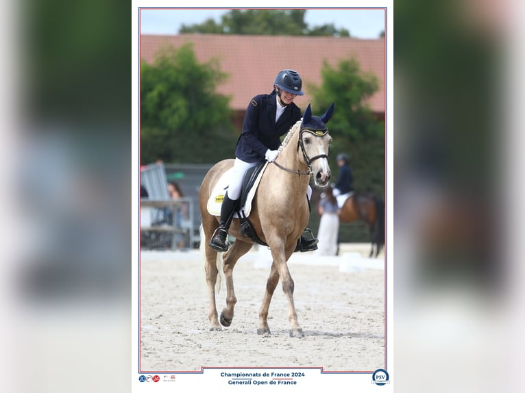 Französisches Reitpony Wallach 13 Jahre 147 cm Palomino in Warmeriville