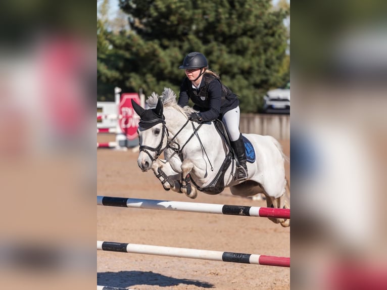 Französisches Reitpony Wallach 13 Jahre 148 cm Schimmel in Kurtna