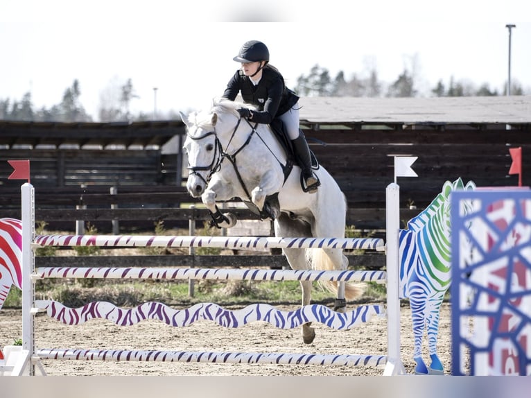 Französisches Reitpony Wallach 13 Jahre 148 cm Schimmel in Kurtna