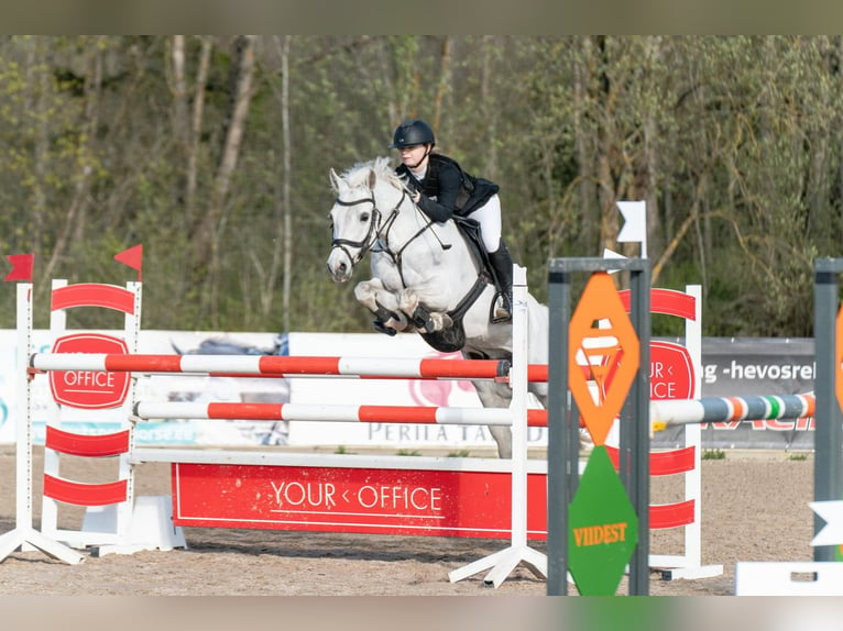 Französisches Reitpony Wallach 13 Jahre 148 cm Schimmel in Kurtna