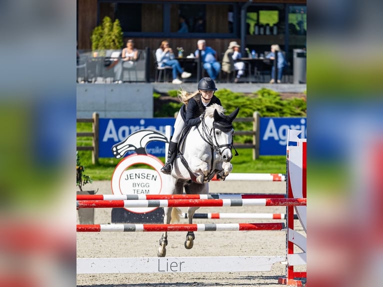 Französisches Reitpony Wallach 13 Jahre 148 cm Schimmel in Kurtna