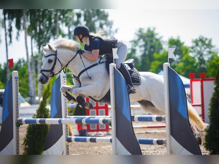 Französisches Reitpony Wallach 13 Jahre 148 cm Schimmel in Kurtna