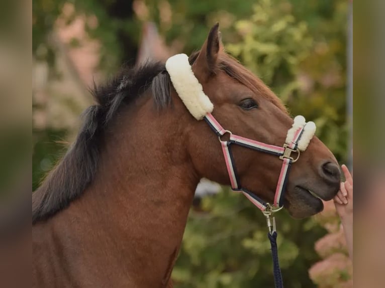 Französisches Reitpony Mix Wallach 13 Jahre 150 cm Dunkelbrauner in Petershagen-Eggersdorf