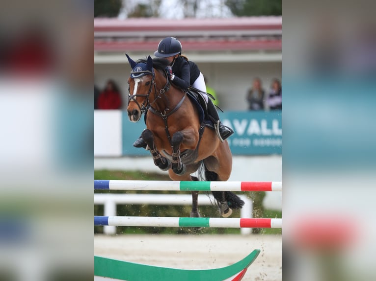 Französisches Reitpony Wallach 14 Jahre 148 cm Dunkelbrauner in Milano