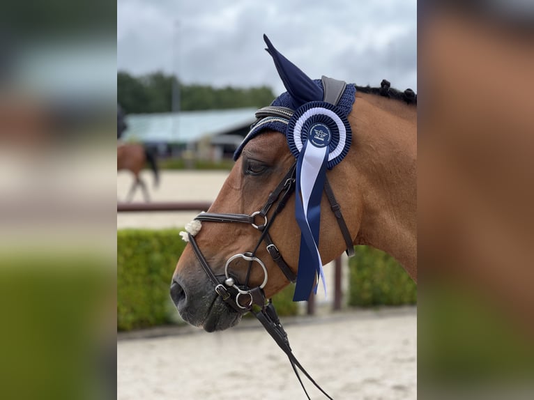 Französisches Reitpony Wallach 14 Jahre 148 cm Dunkelbrauner in Milano