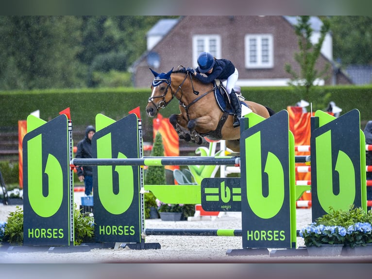 Französisches Reitpony Wallach 14 Jahre 148 cm Dunkelbrauner in Milano