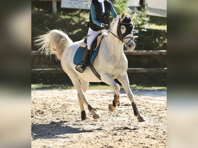 Französisches Reitpony Wallach 14 Jahre 153 cm Schimmel in Tersanne