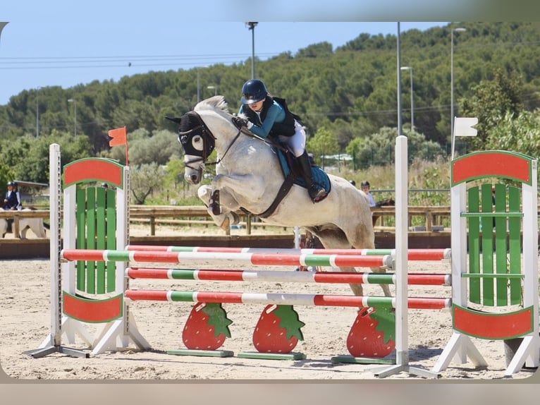 Französisches Reitpony Wallach 14 Jahre 153 cm Schimmel in Tersanne