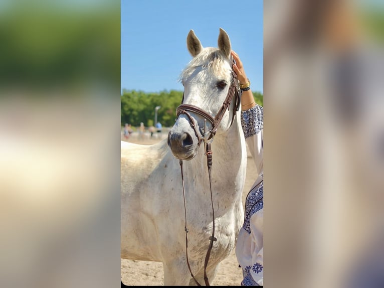Französisches Reitpony Wallach 14 Jahre 153 cm Schimmel in Tersanne
