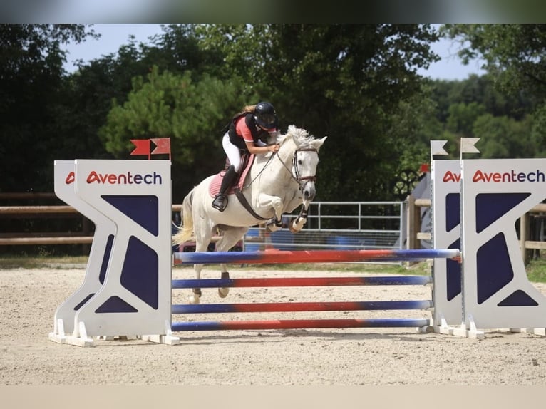 Französisches Reitpony Wallach 14 Jahre 153 cm Schimmel in Tersanne