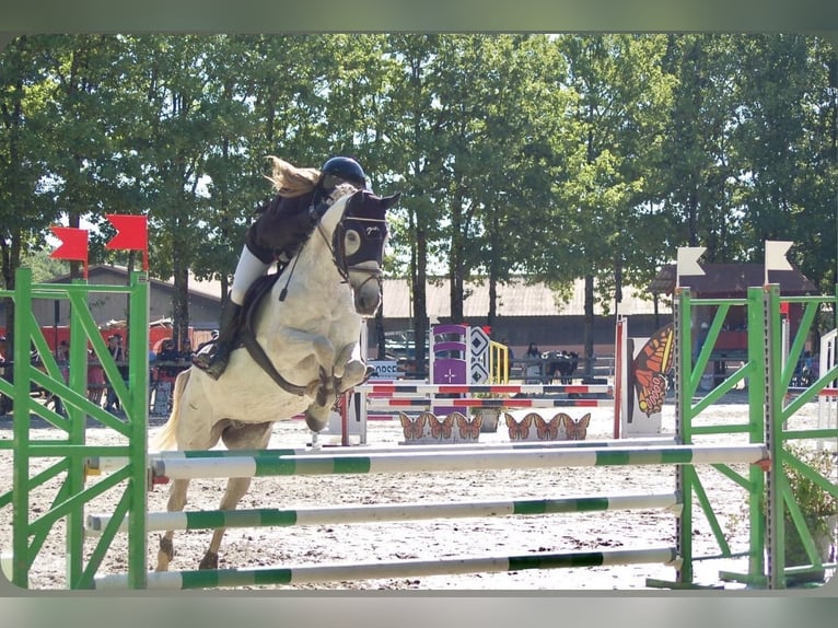Französisches Reitpony Wallach 14 Jahre 153 cm Schimmel in Tersanne