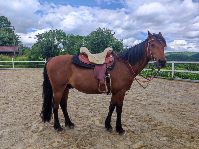 Französisches Reitpony Wallach 17 Jahre 147 cm Brauner in Sigmaringen