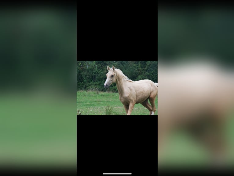 Französisches Reitpony Wallach 1 Jahr 143 cm Palomino in Savigny-sur-Braye